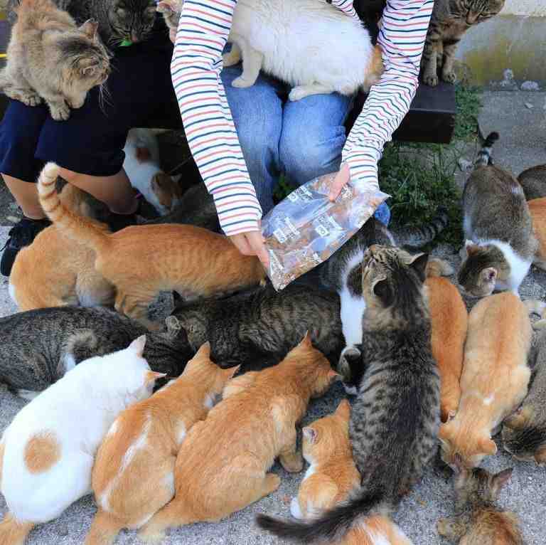 Stray cats receiving food on the street.