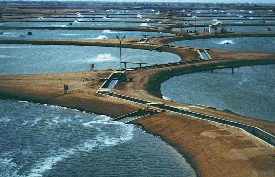 Shrimp farming in Saudi Arabia.( Image Credit: Global Seafood Alliance)
