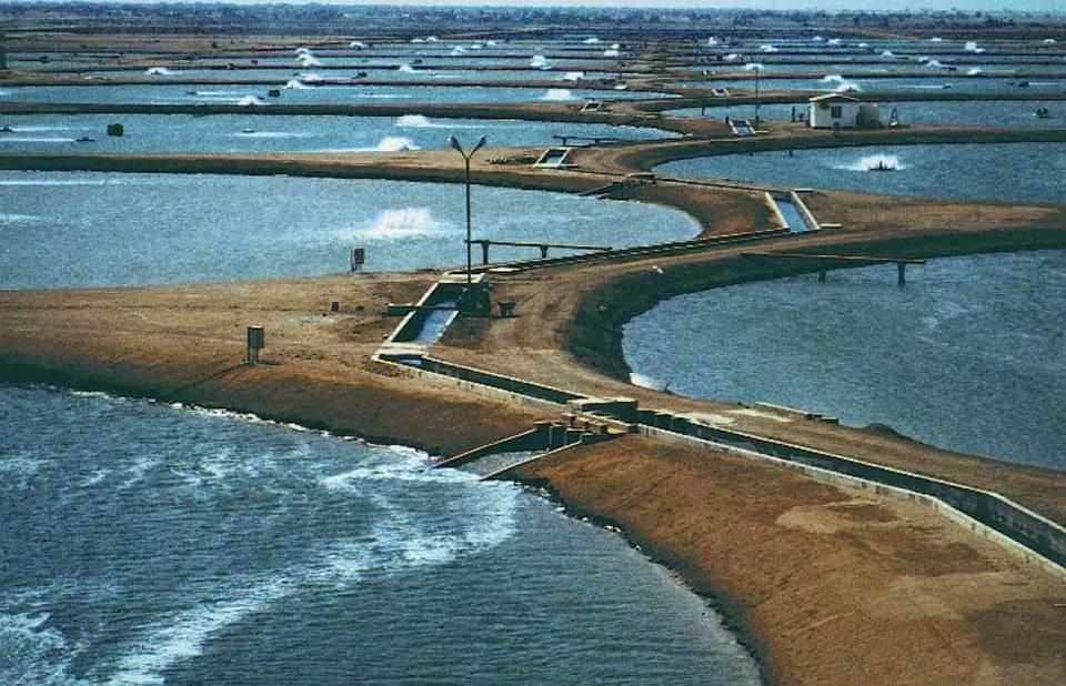 استزراع الروبيان في السعودية (مصدر الصورة: Global Seafood Alliance) استزراع الروبيان في السعودية (مصدر الصورة: Global Seafood Alliance)