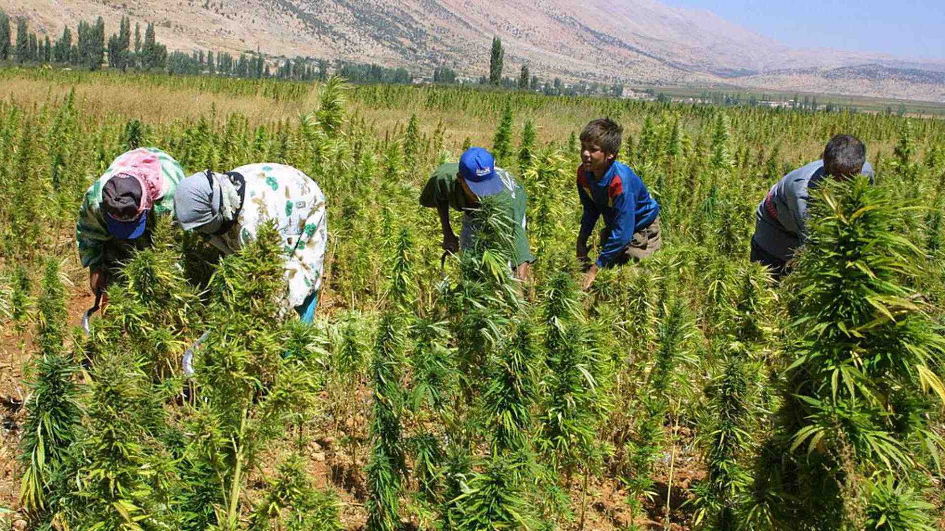 Cannabis plantations in Lebanon. (Image Credit: The New Arab)