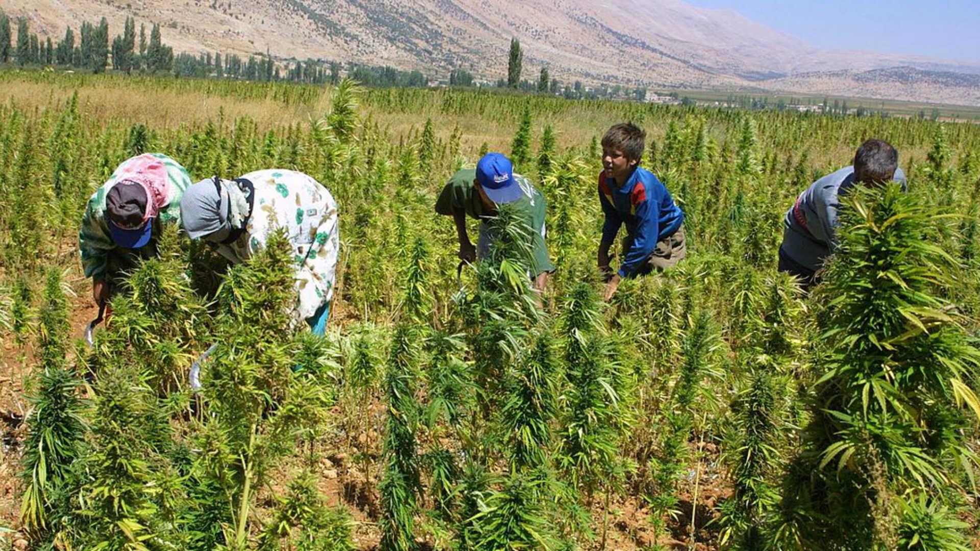 زراعات القنب في لبنان. (مصدر الصورة: The New Arab) زراعات القنب في لبنان. (مصدر الصورة: The New Arab)