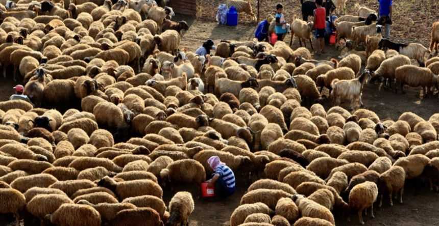 A large dense of sheep and goats