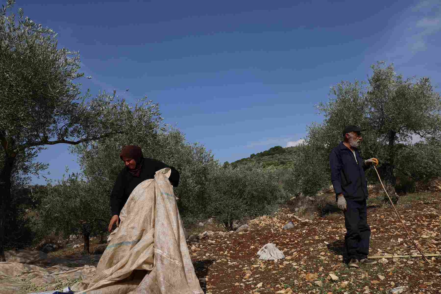 Farmers in olive grove in South Lebanon.
