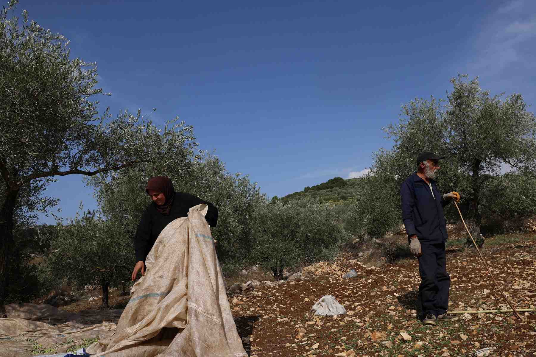 Farmers in olive grove in South Lebanon.