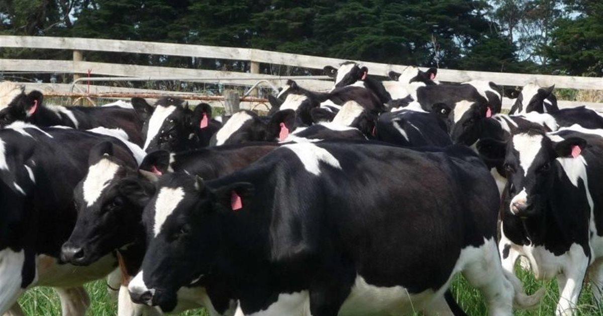 A herd of cows A herd of cows