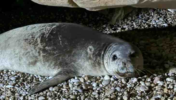 A gray seal resting on pebbles
