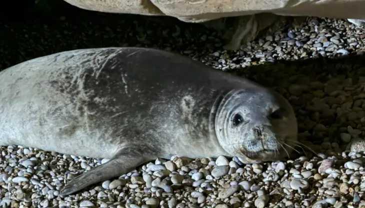A gray seal resting on pebbles