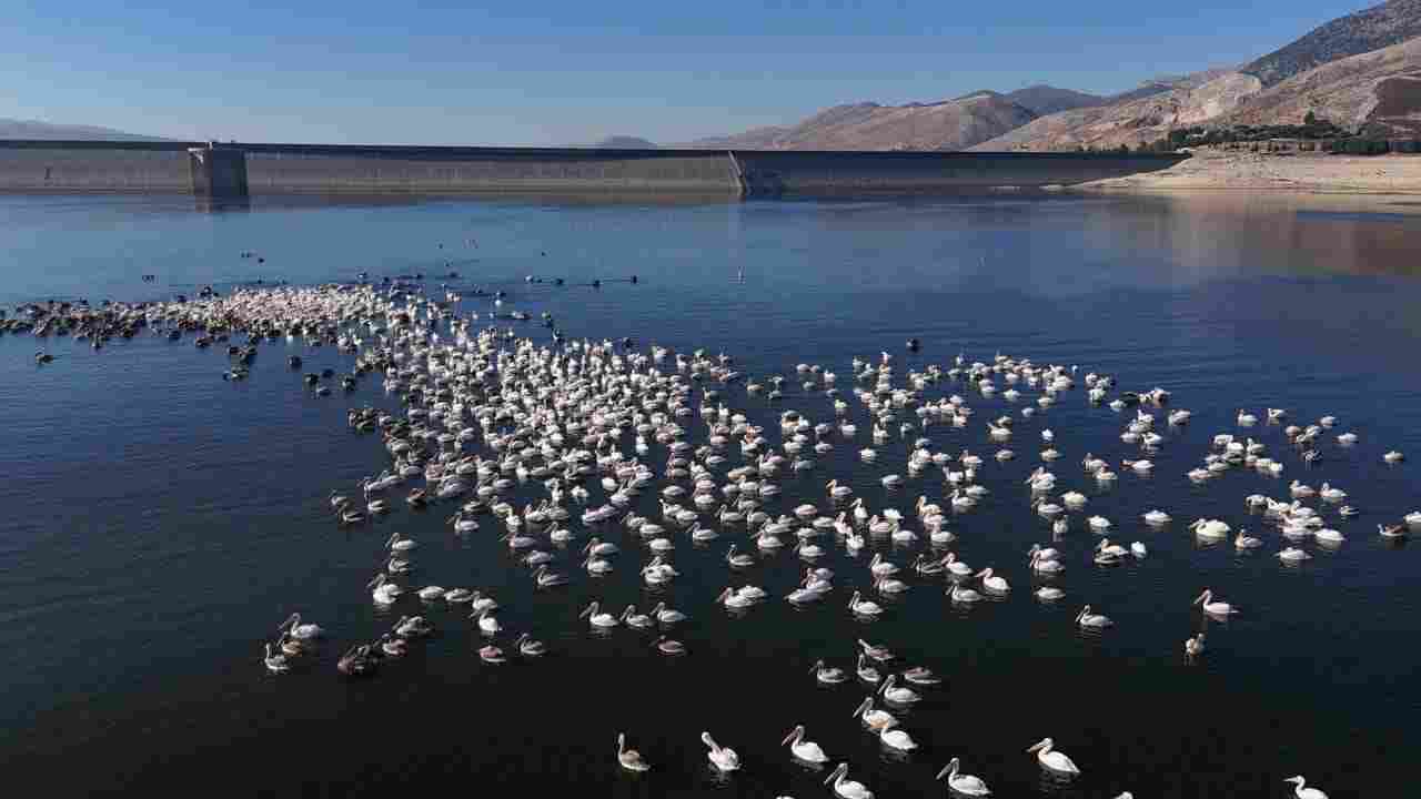 رُصدت طيور البجع الأبيض مجددًا في بحيرة القرعون.(المصدر: المصلحة الوطنية لنهر الليطاني.)