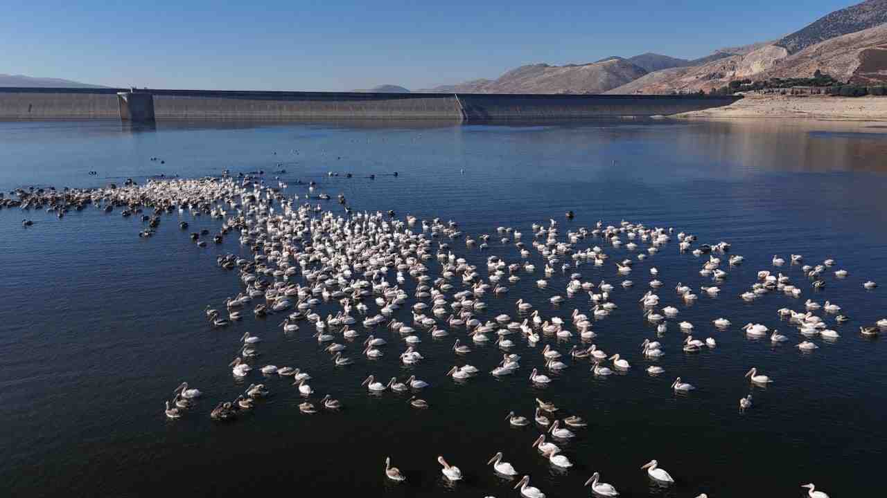 White pelicans have been observed once again at Qaraoun Lake. (Source: Litani River Association)