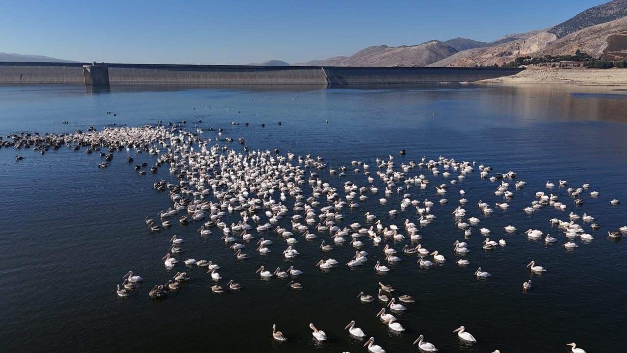 White pelicans have been observed once again at Qaraoun Lake. (Source: Litani River Association) White pelicans have been observed once again at Qaraoun Lake. (Source: Litani River Association)