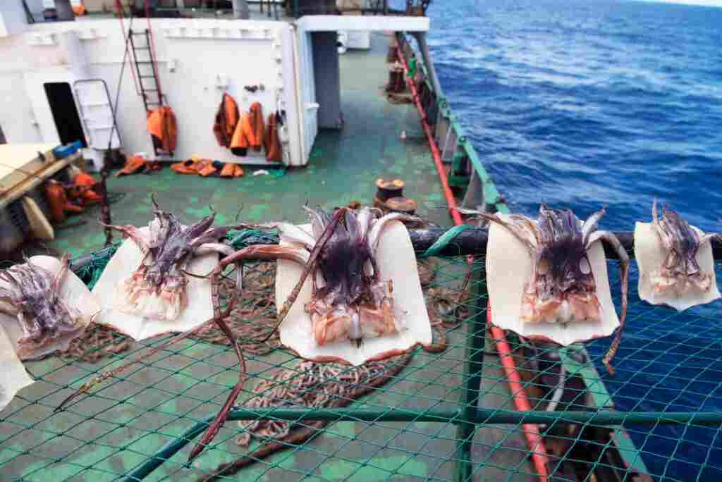 Illegal, unregulated or unreported fishing has always been a core environmental concern in Lebanon.