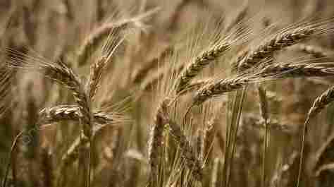 A vast field of golden wheat swaying under the sunlight