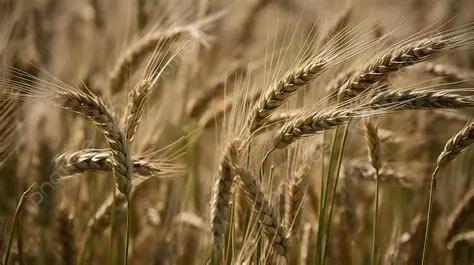 A vast field of golden wheat swaying under the sunlight A vast field of golden wheat swaying under the sunlight