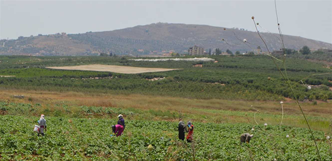 Farmers harvest their crops in rural fields