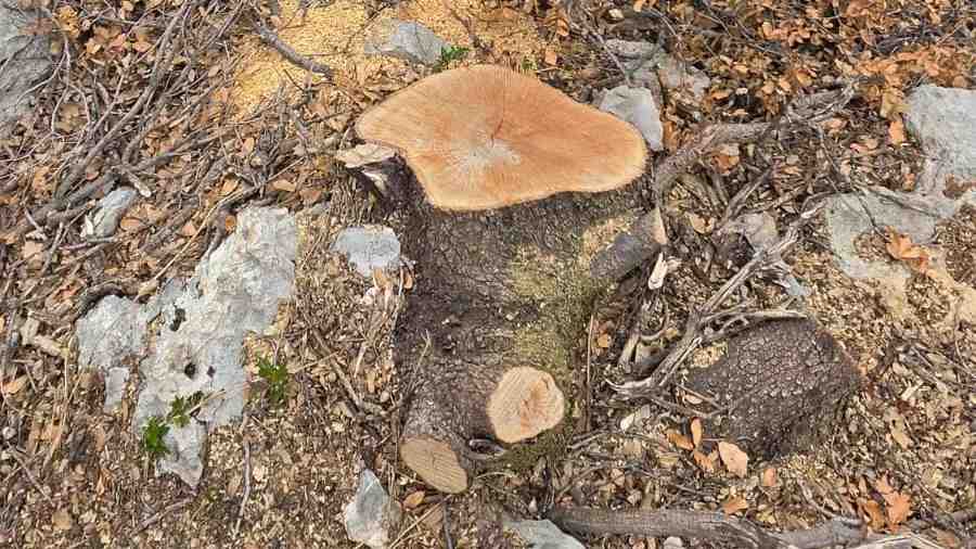 Continued destruction of forests and ancient trees within the town’s jurisdiction.