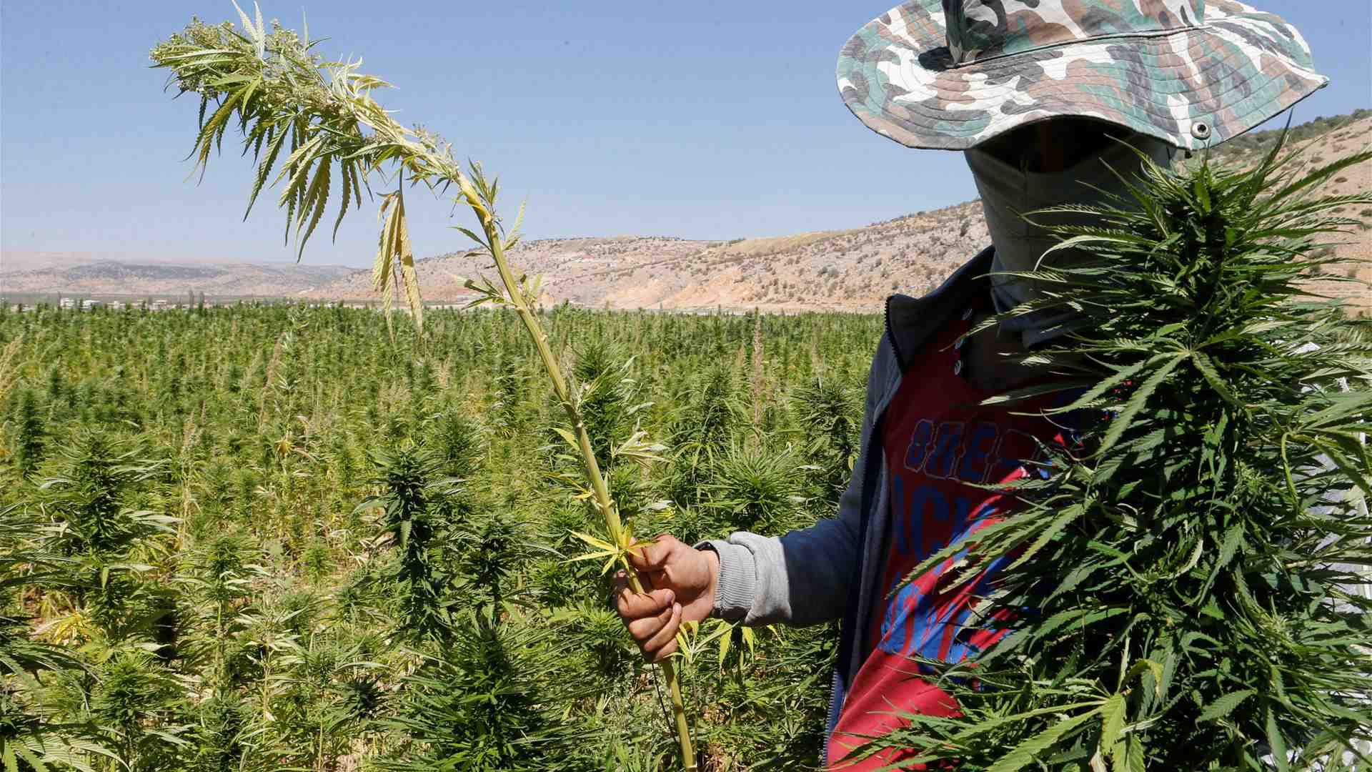 Around 450 hectares in the foothills of Hermel in western Lebanon remain covered with cannabis plants. (Source: LBCI)