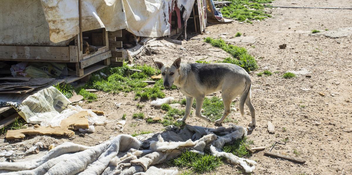 While official statistics on the number of abandoned animals in southern Lebanon are unavailable, rescue workers told Enmaeya that the numbers are estimated to be in the hundreds. While official statistics on the number of abandoned animals in southern Lebanon are unavailable, rescue workers told Enmaeya that the numbers are estimated to be in the hundreds.