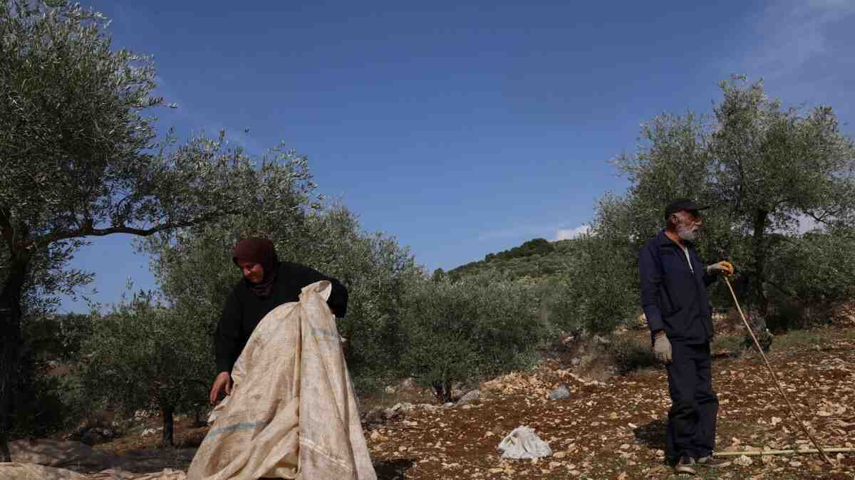 من المتوقع أن يوفر المشروع نحو 6,000 فرصة عمل مؤقتة، وأن يستفيد منه حوالي 4,000 مزارع.