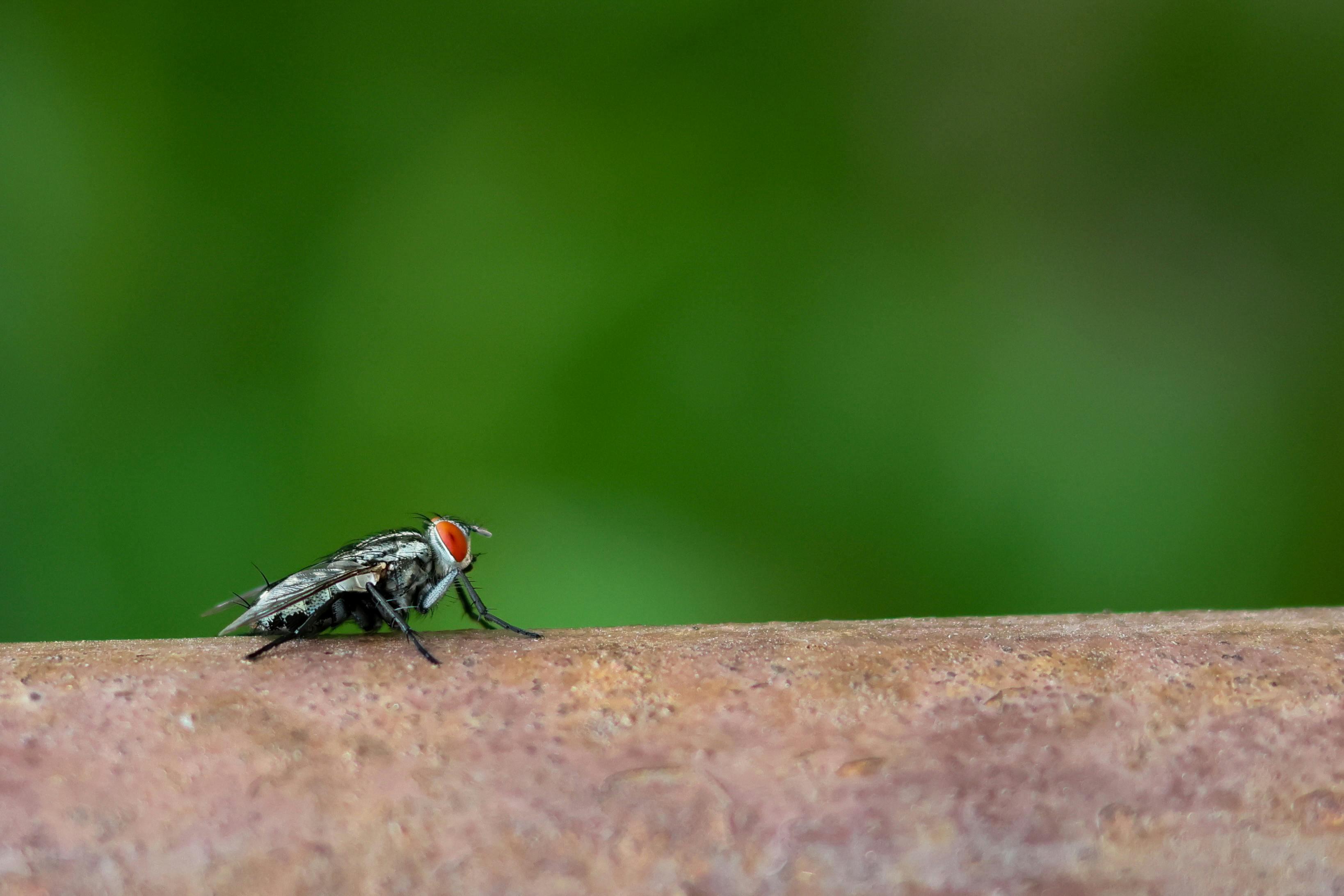 Enmaeya News Enmaeya News