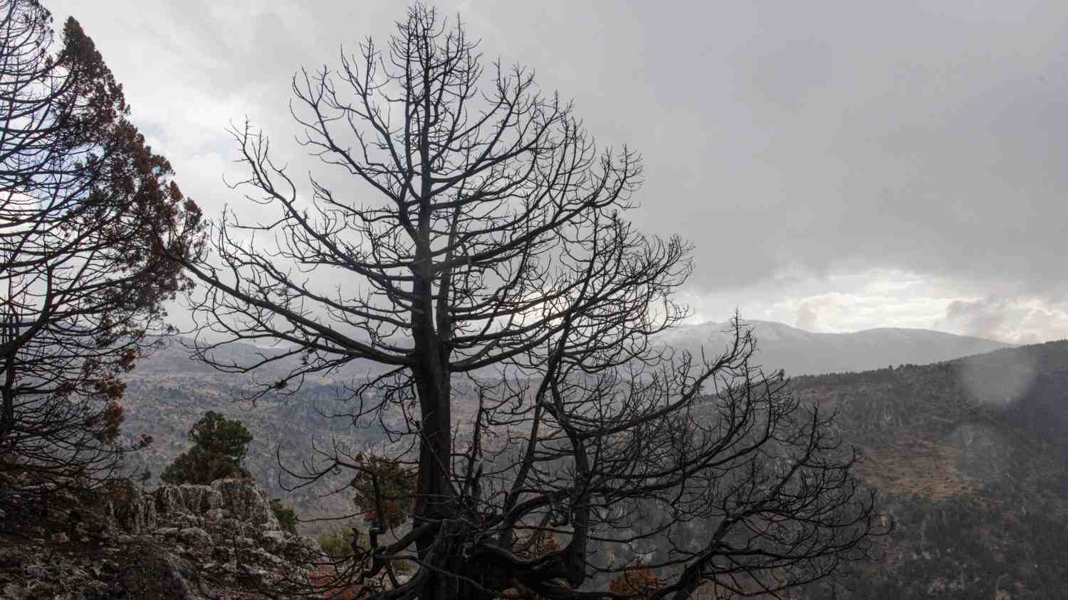 The ministry said living trees and partially dead trees are excluded from the measure.