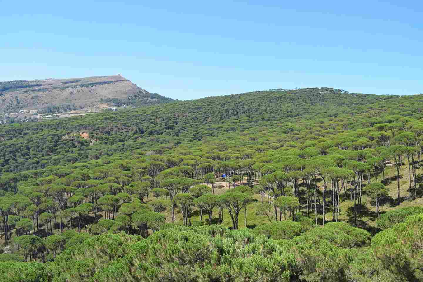 Lebanon also stands out for adopting innovative forest monitoring tools.