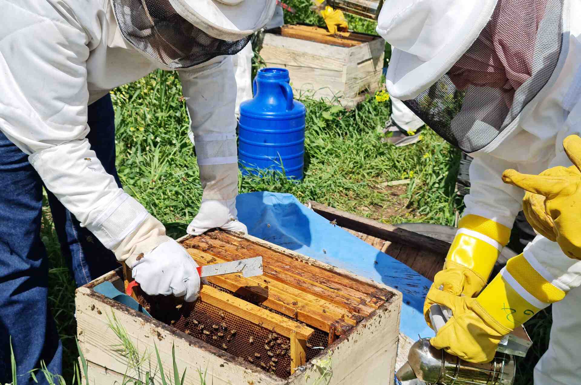 A bee farm in Lebanon.